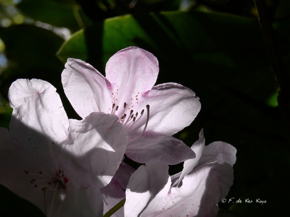 Bois des Moutiers (342) Mai 2012